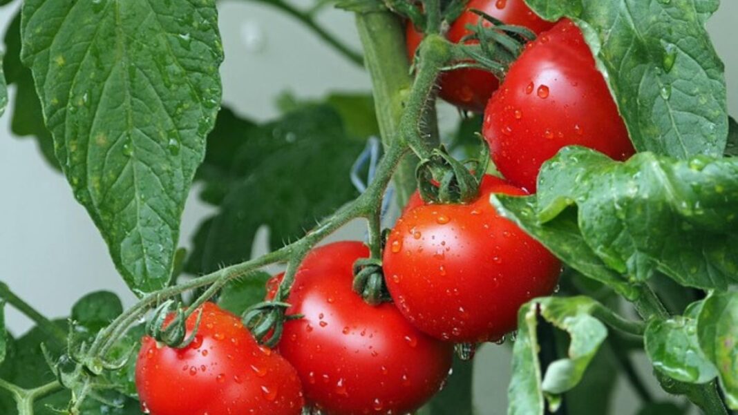 Prix de la Tomate au Cameroun