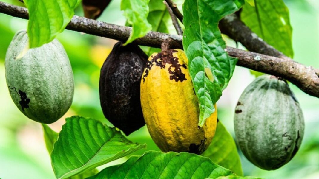 Prix du cacao au Cameroun